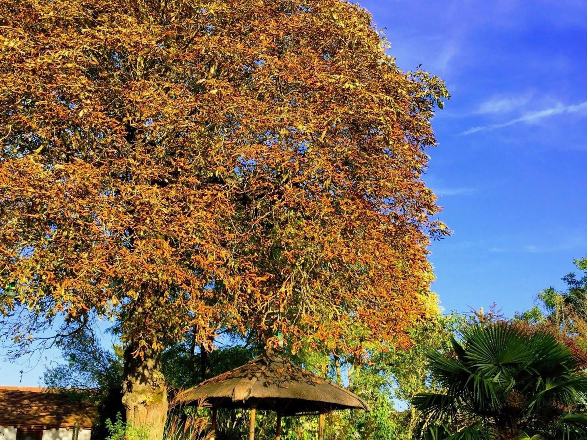 Charme Au Coeur Des Chateaux De La Loire Avec Wifi - Fr-1-590-305 Bed & Breakfast Tavers Dış mekan fotoğraf